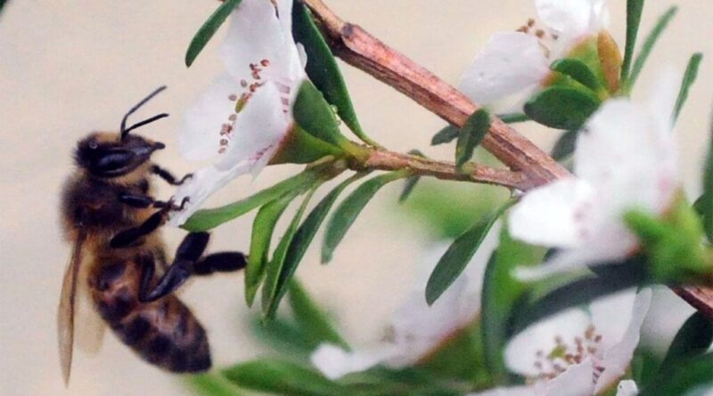 A bee collects the nectar of a flower to make honey